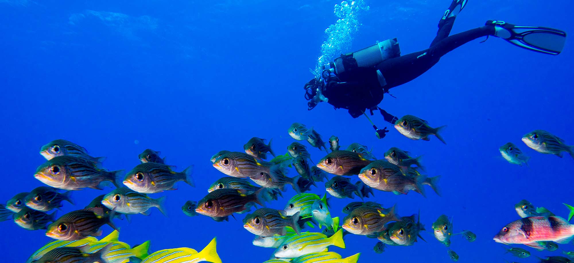 Cocos Dive1