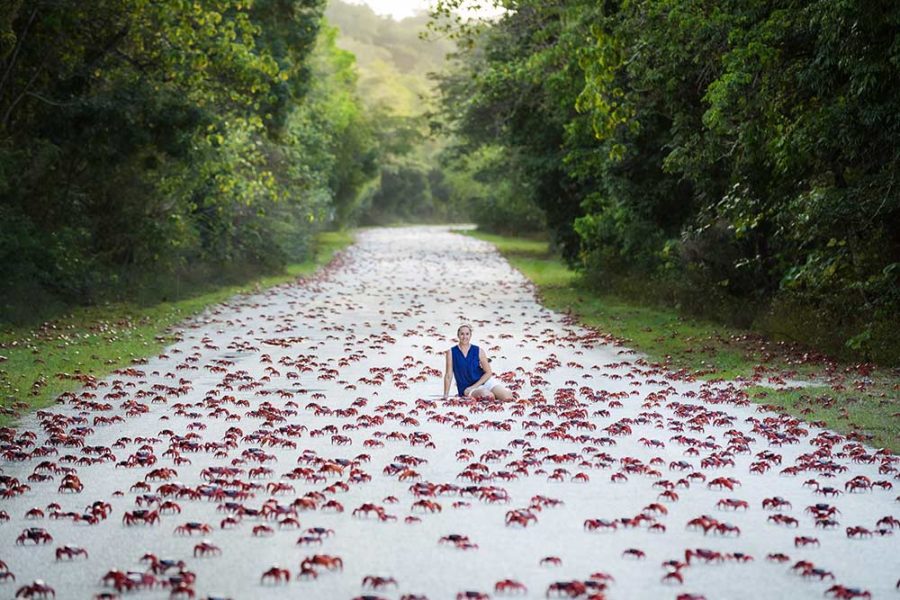 Red Crab Spawning Tour 2024 - Indian Ocean Experiences