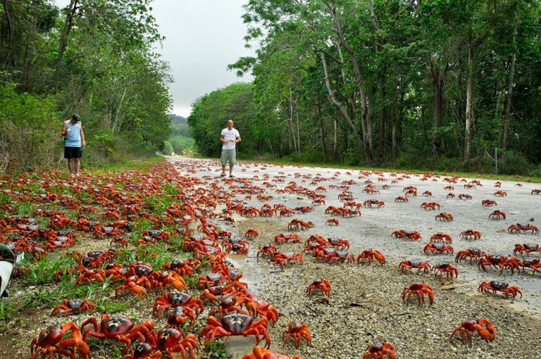 Red Crab Spawning Tour 2024 - Indian Ocean Experiences