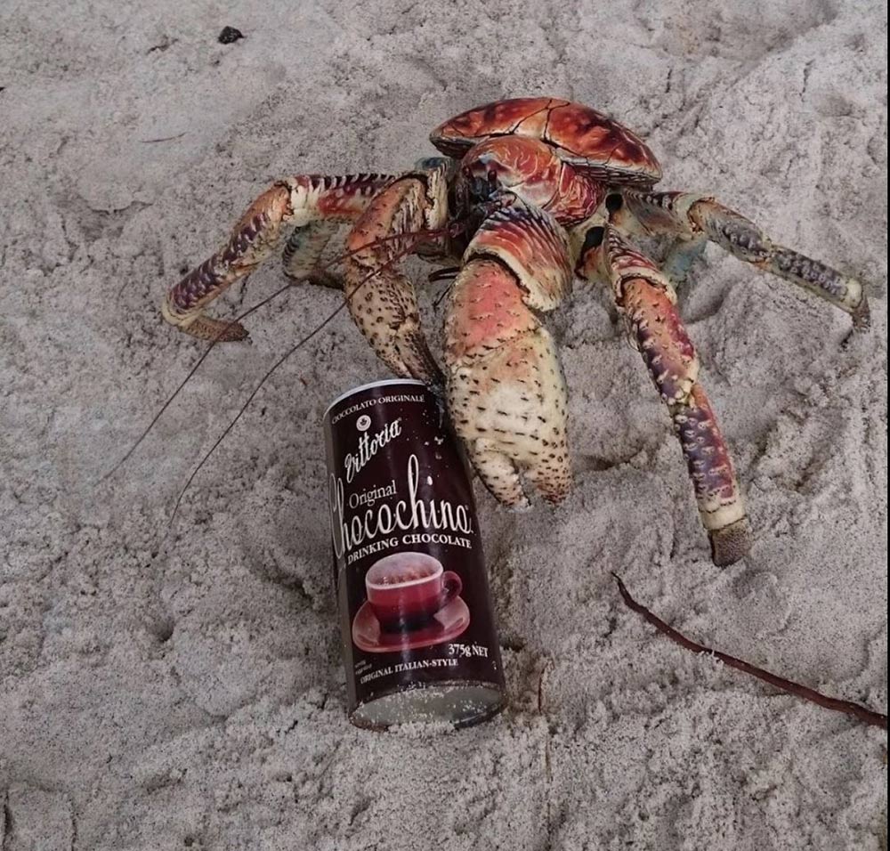 christmas island robber crab