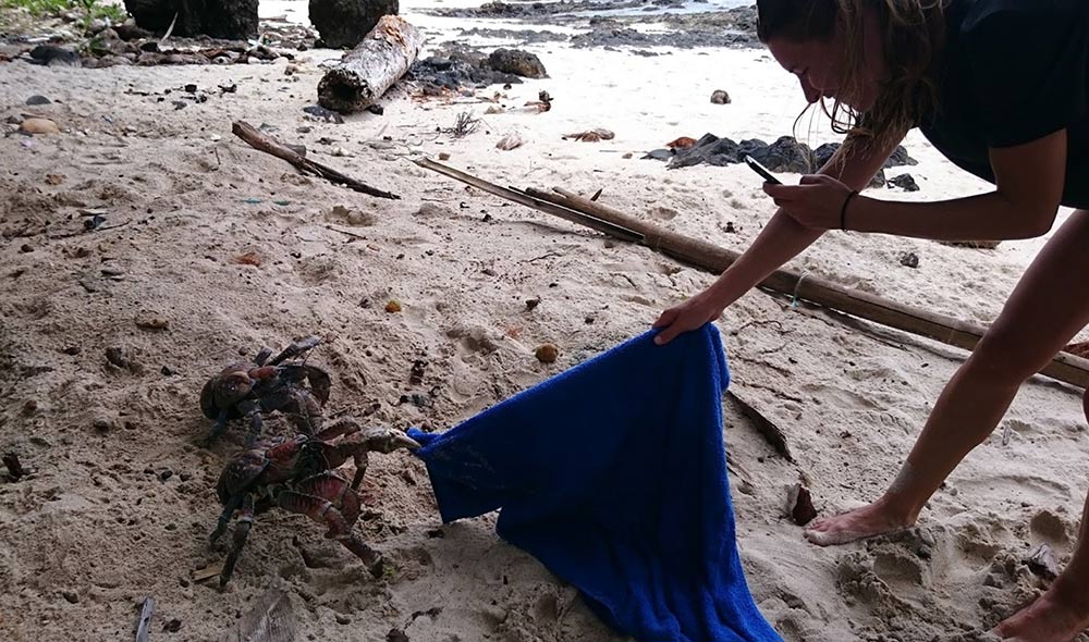 robber crab christmas island